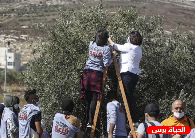 مستوطنون يجرفون أراضي زراعية ويقتلعون زيتون قرب رام الله